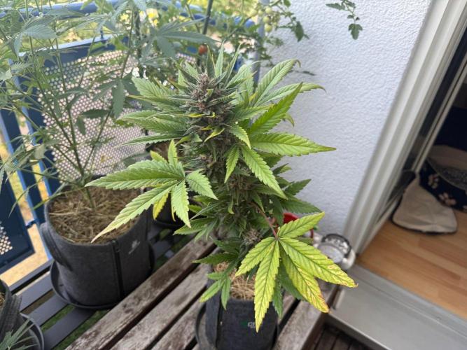 #2026 Balkon GROW Germany - Red Poison. Week 9 - Day #66
