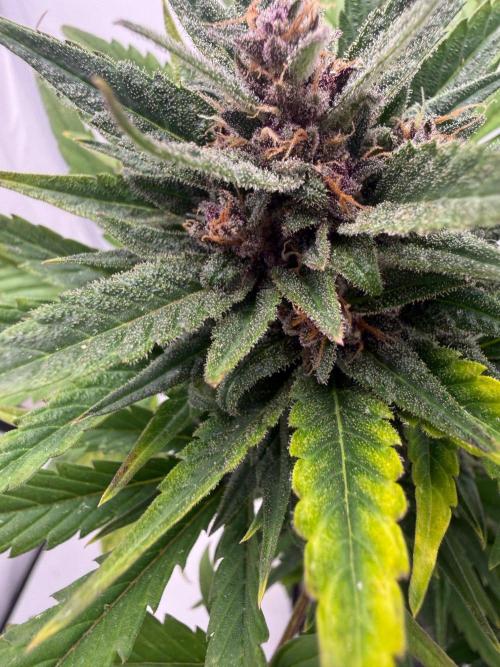 #2026 Balkon GROW Germany - Red Poison. Week 9 - Day #66