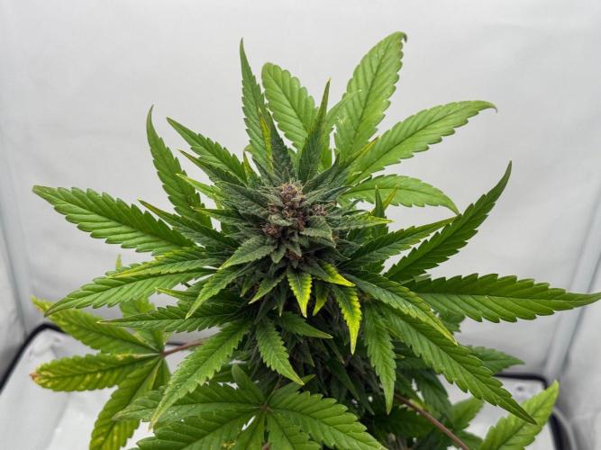 #2026 Balkon GROW Germany - Red Poison. Week 9 - Day #66