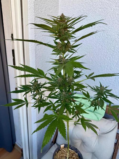 #2026 Balkon GROW Germany - Erdberre. Week 10 - Day #71