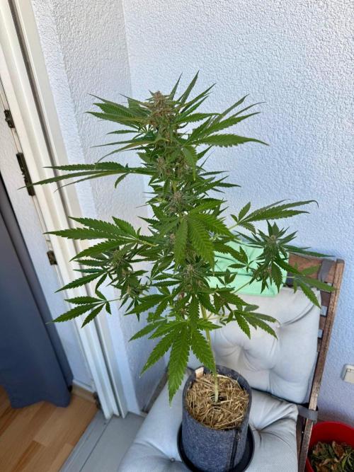 #2026 Balkon GROW Germany - Erdberre. Week 10 - Day #71