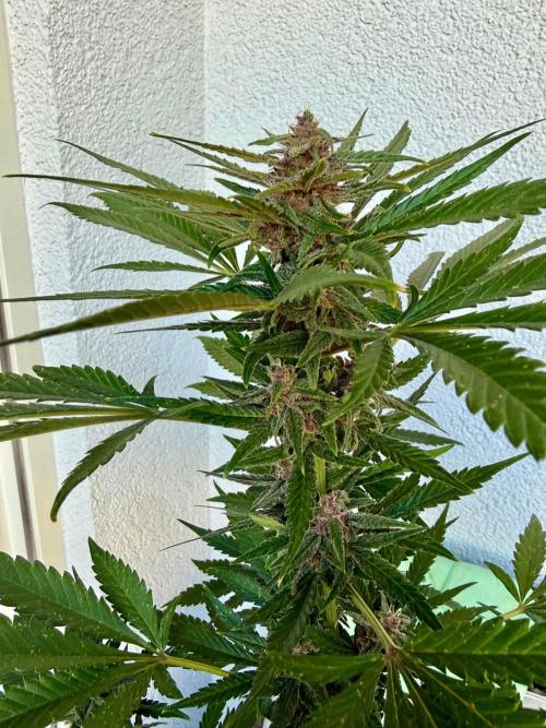 #2026 Balkon GROW Germany - Erdberre. Week 10 - Day #71