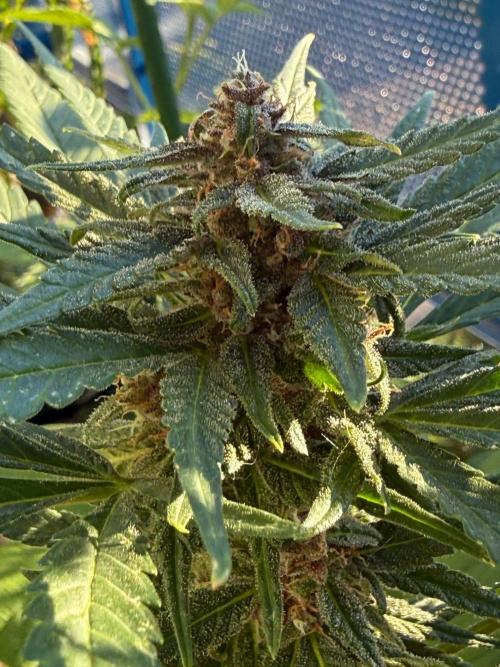#2026 Balkon GROW Germany - Erdberre. Week 10 - Day #71