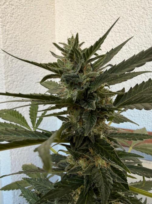 #2026 Balkon GROW Germany - Hindu Kush. Week 10 - Day #74