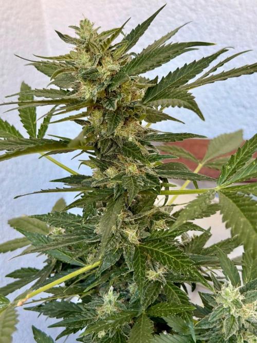 #2026 Balkon GROW Germany - Hindu Kush. Week 10 - Day #74