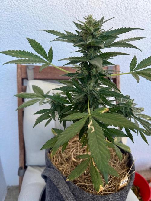 #2026 Balkon GROW Germany - Hindu Kush. Week 10 - Day #74