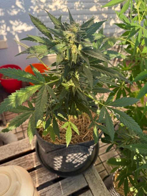 #2026 Balkon GROW Germany - Hindu Kush. Week 10 - Day #74