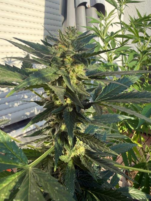 #2026 Balkon GROW Germany - Hindu Kush. Week 10 - Day #74