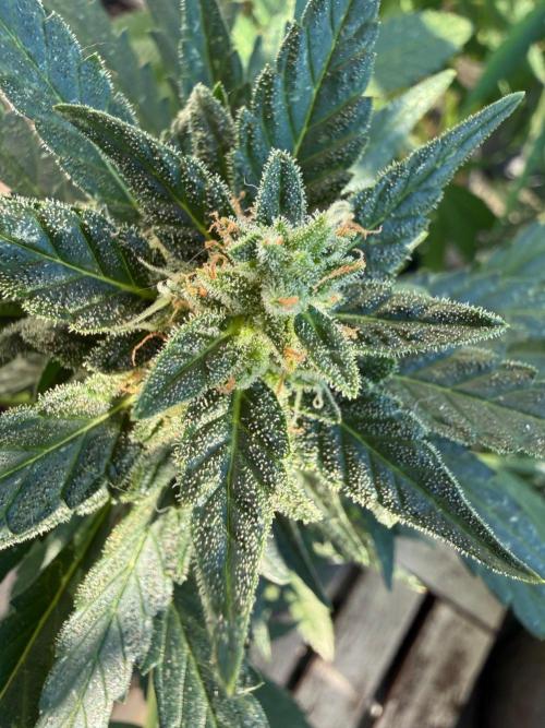 Hindu Kush Auto. Week 10