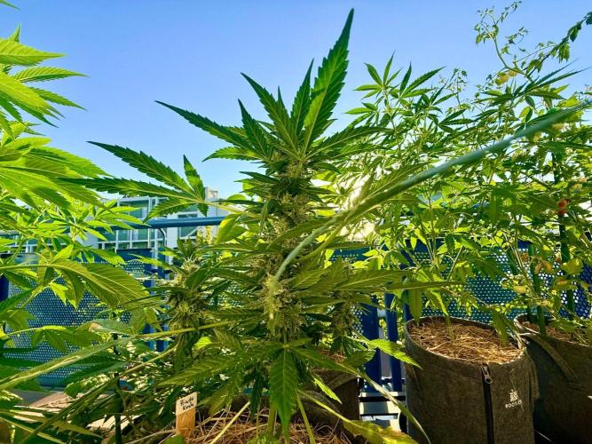 #2026 Balkon GROW Germany - Hindu Kush. Week 10 - Day #74