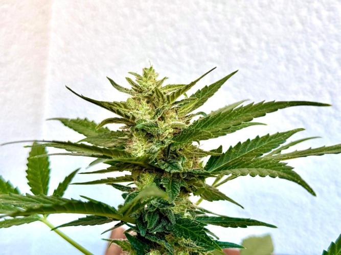 #2026 Balkon GROW Germany - Hindu Kush. Week 10 - Day #74