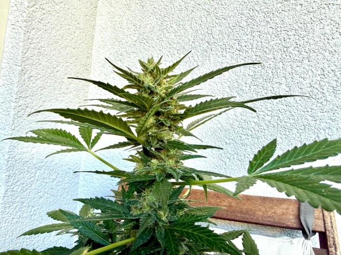 Hindu Kush Auto. Week 10
