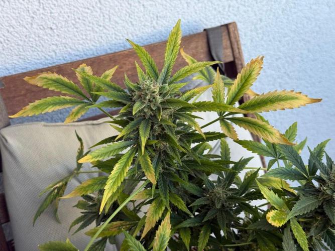 #2026 Balkon GROW Germany - Maui Wowie. Week 11 - Day #75