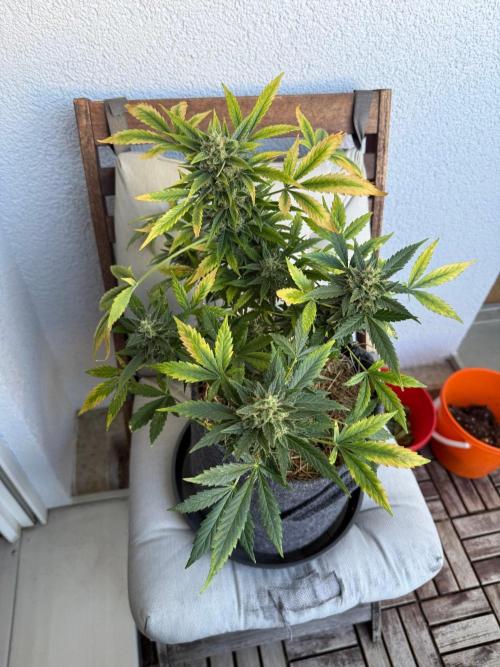 #2026 Balkon GROW Germany - Maui Wowie. Week 11 - Day #75
