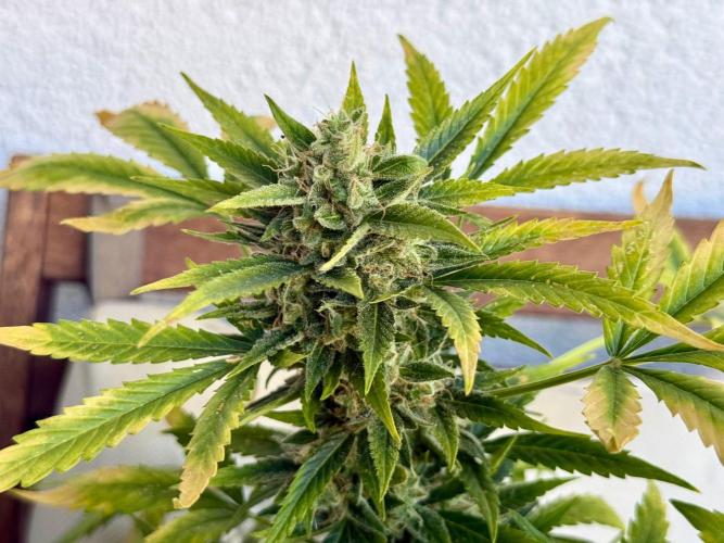#2026 Balkon GROW Germany - Maui Wowie. Week 11 - Day #75