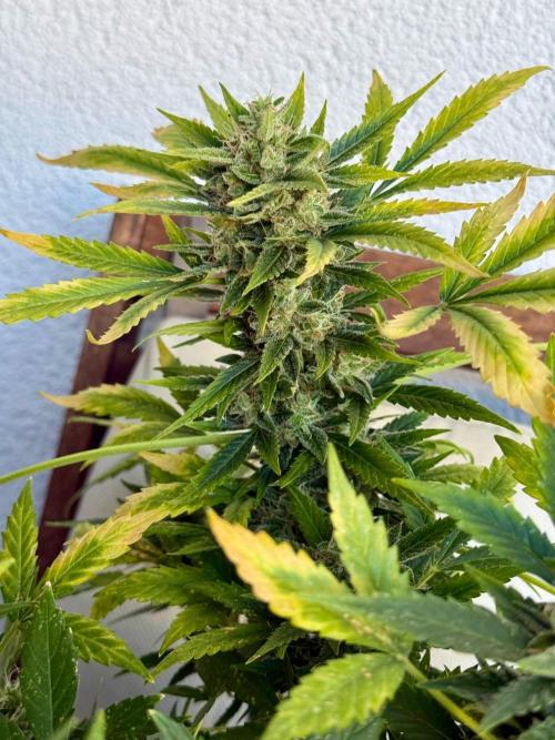 #2026 Balkon GROW Germany - Maui Wowie. Week 11 - Day #75