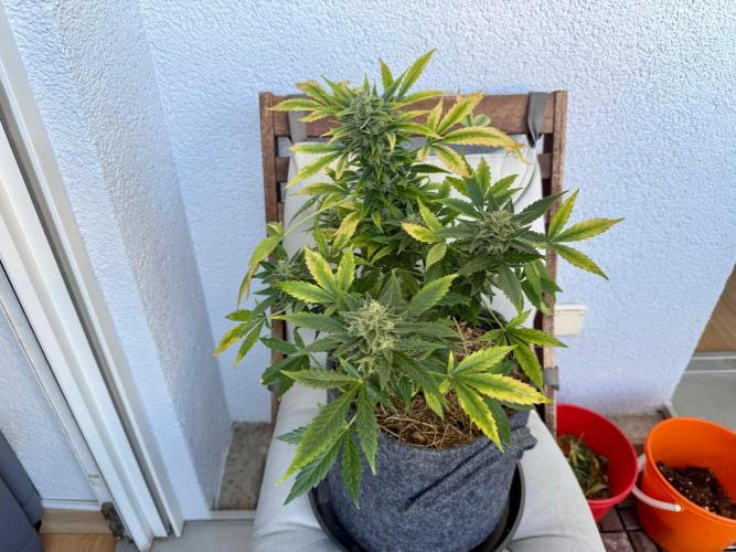 #2026 Balkon GROW Germany - Maui Wowie. Week 11 - Day #75