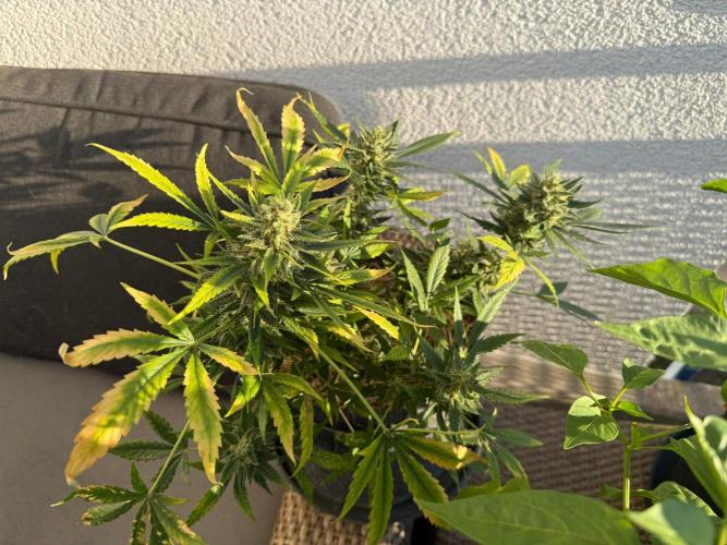 #2026 Balkon GROW Germany - Maui Wowie. Week 11 - Day #75