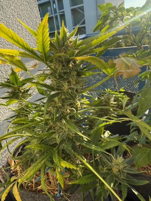 Maui Wowie. Week 11