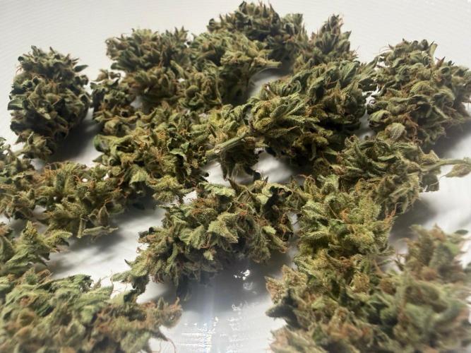 Runtz Auto. Week 11