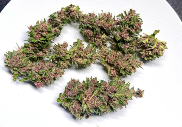 #2026 Balkon GROW Germany - Red Poison. Week 10