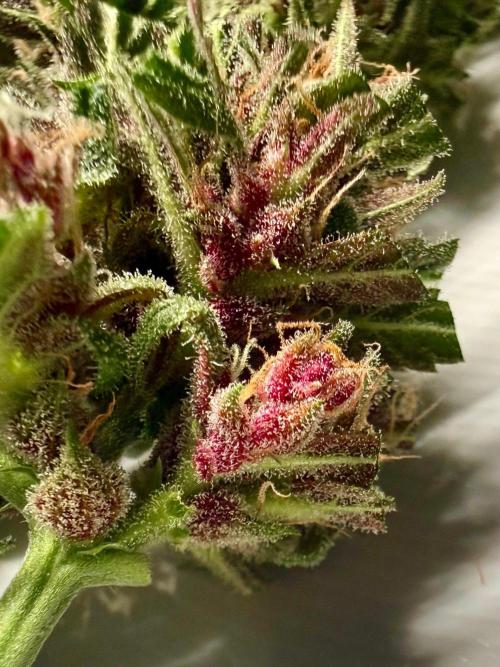 #2026 Balkon GROW Germany - Red Poison. Week 10