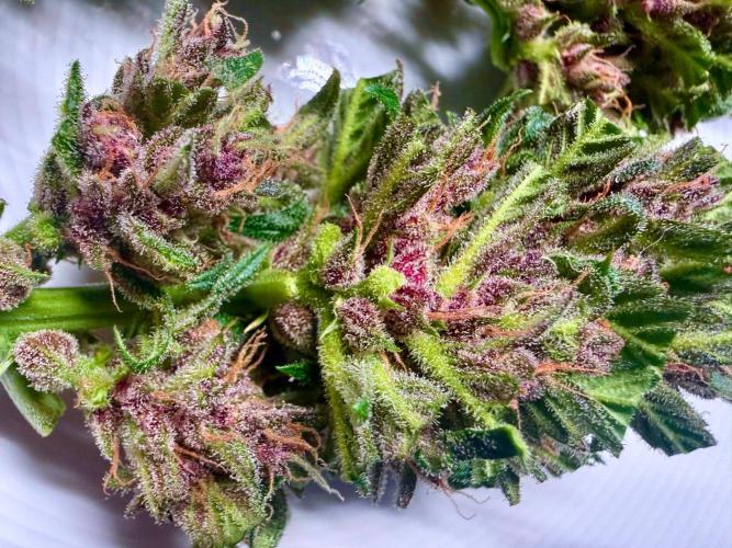 #2026 Balkon GROW Germany - Red Poison. Week 10