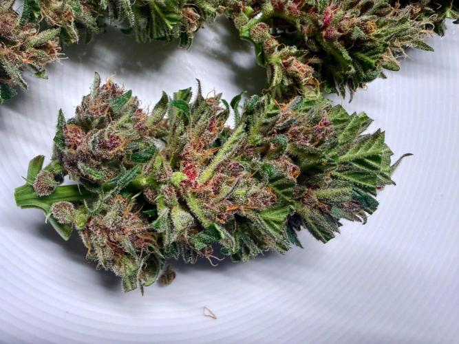 #2026 Balkon GROW Germany - Red Poison. Week 10