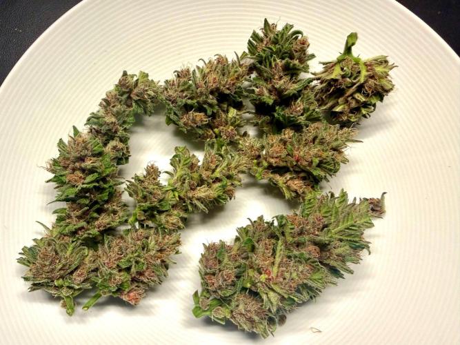 #2026 Balkon GROW Germany - Red Poison. Week 10