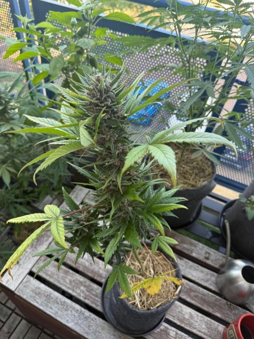 #2026 Balkon GROW Germany - Red Poison. Week 10