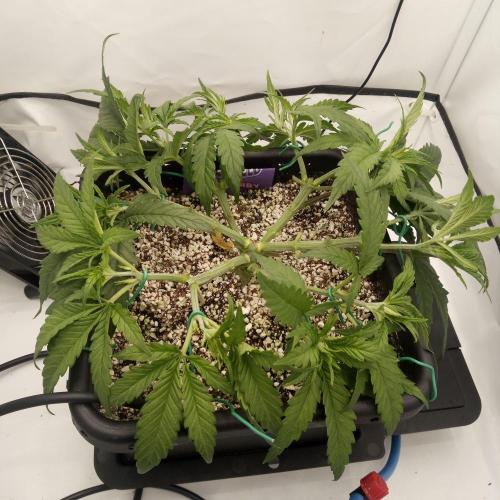 Dank-yah-Berry. Week 4