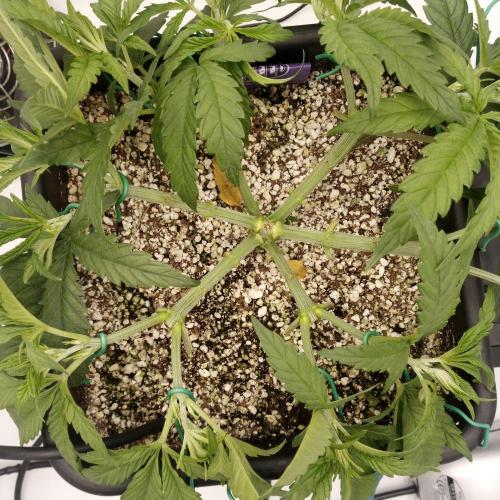 Dank-yah-Berry. Week 4