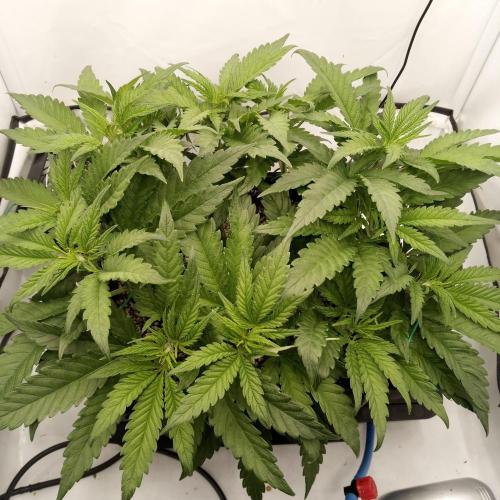 Dank-yah-Berry. Week 5