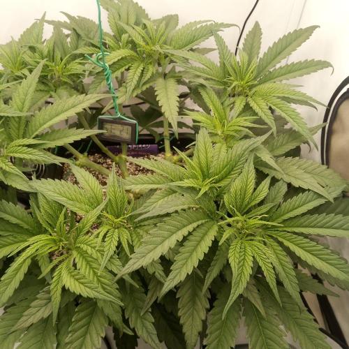 Dank-yah-Berry. Week 6