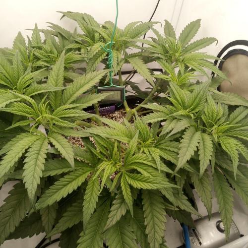 Dank-yah-Berry. Week 6