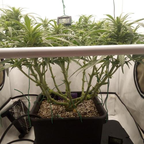 Dank-yah-Berry. Week 8