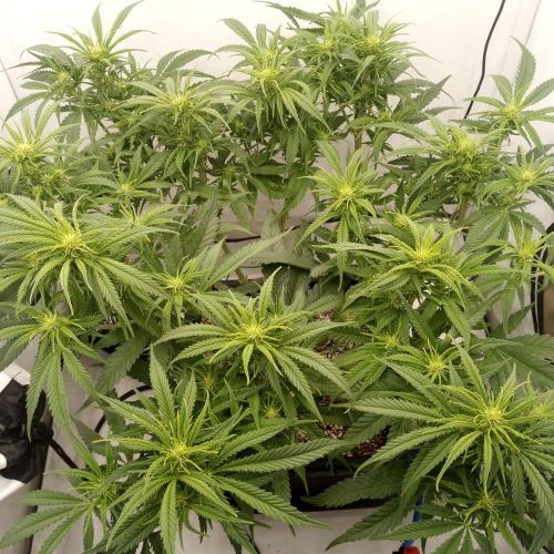 Dank-yah-Berry. Week 8