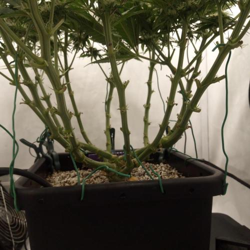 Dank-yah-Berry. Week 9