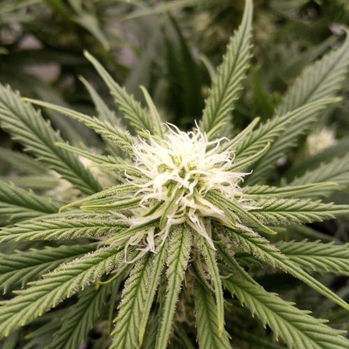 Dank-yah-Berry. Week 9