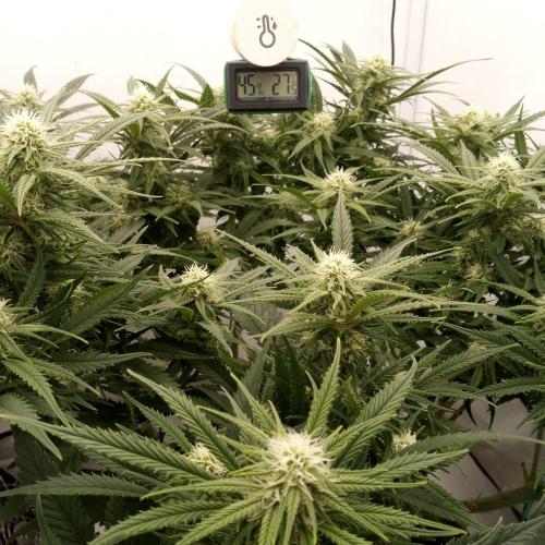 Dank-yah-Berry. Week 9