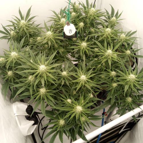 Dank-yah-Berry. Week 9