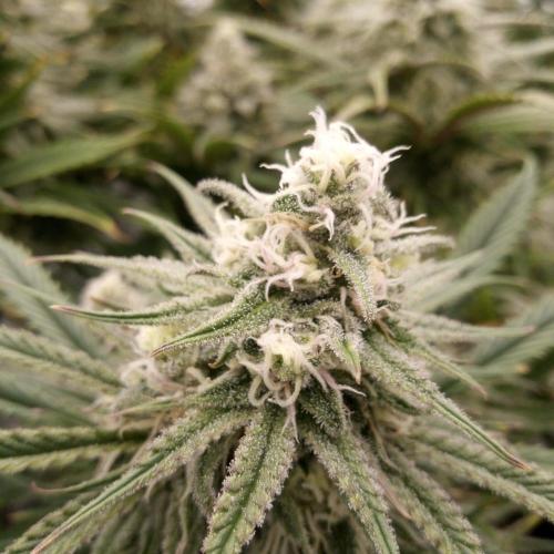 Dank-yah-Berry. Week 11