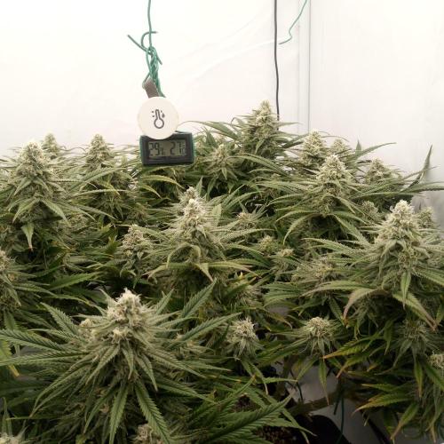 Dank-yah-Berry. Week 11