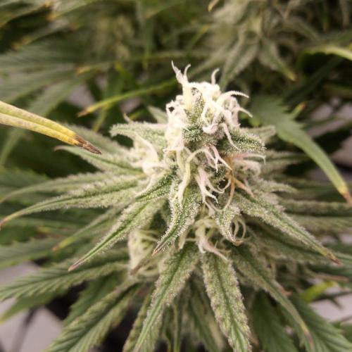 Dank-yah-Berry. Week 11