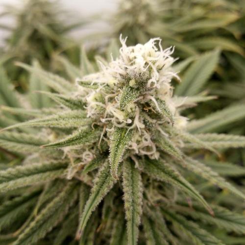 Dank-yah-Berry. Week 11