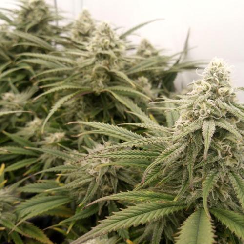 Dank-yah-Berry. Week 11