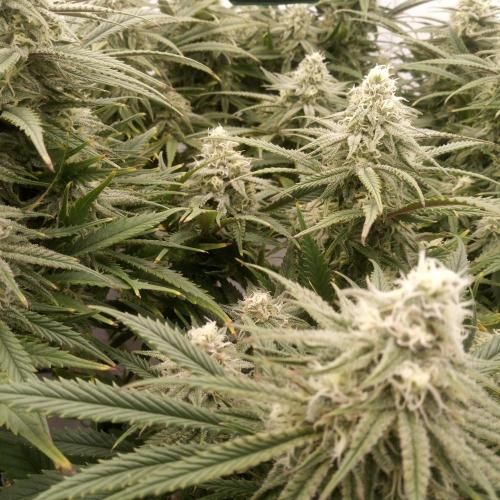 Dank-yah-Berry. Week 11