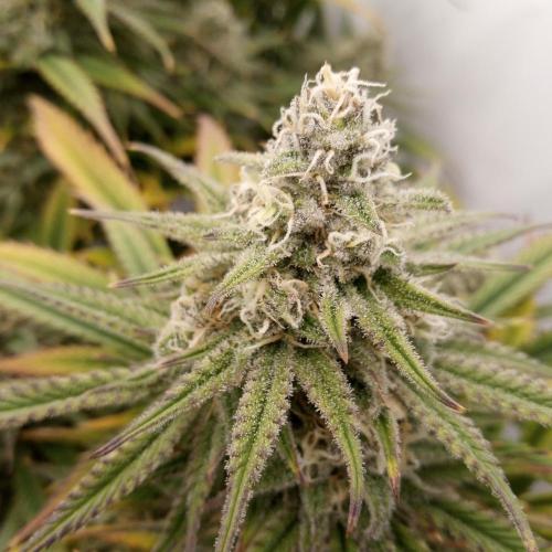 Dank-yah-Berry. Week 12