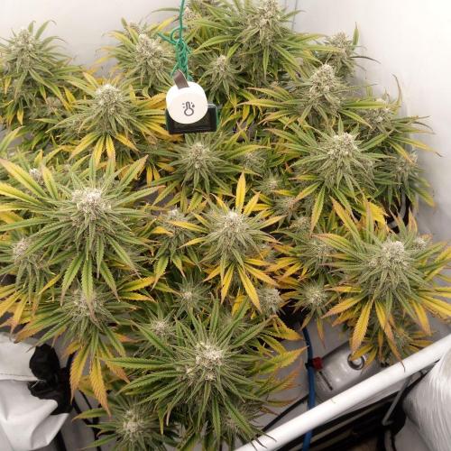 Dank-yah-Berry. Week 12