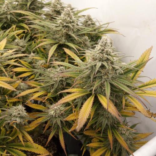 Dank-yah-Berry. Week 12